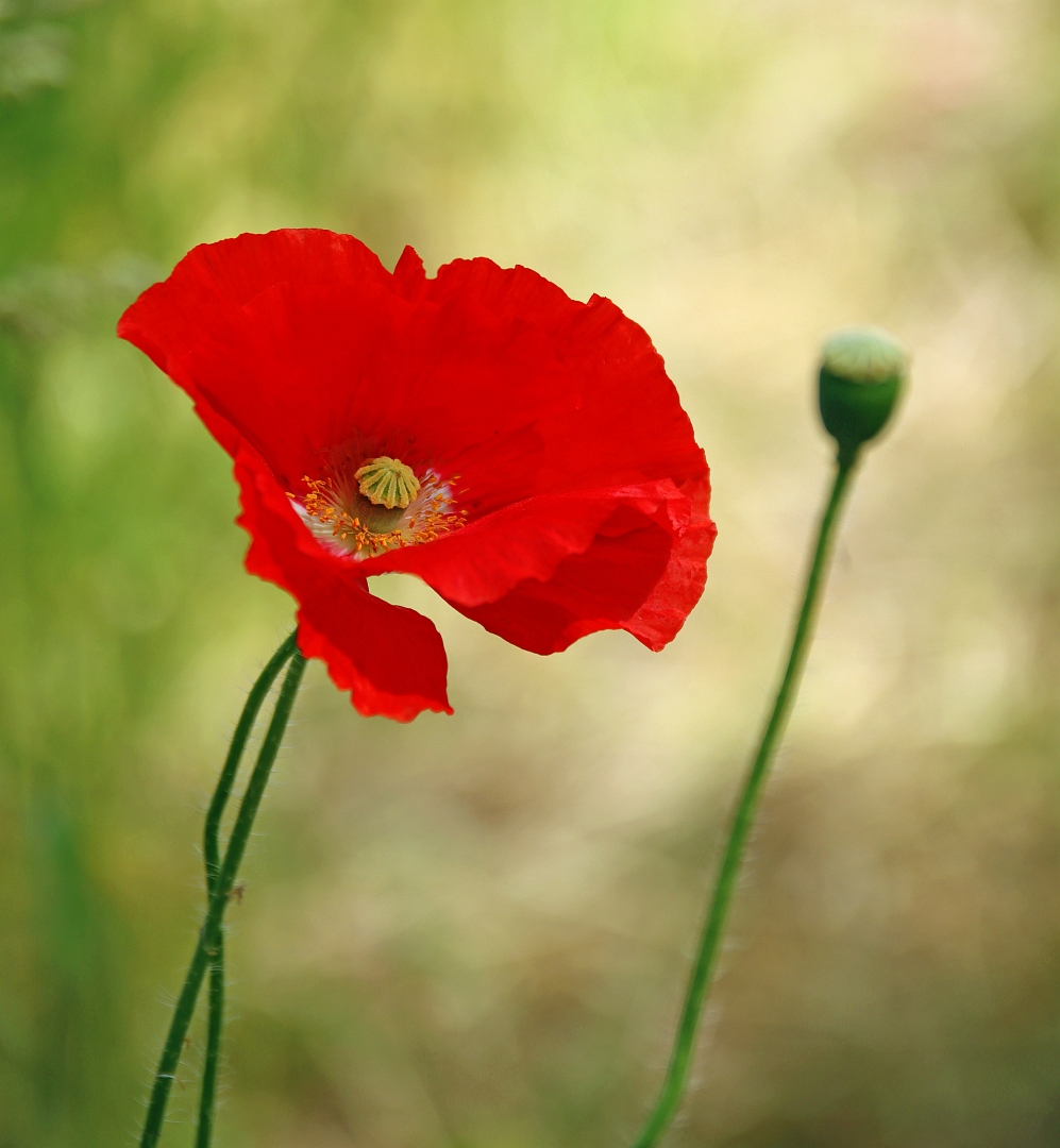 sized_IMG_0448.1