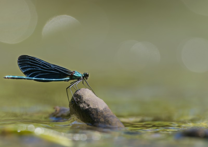 Heerlijk boven het water...