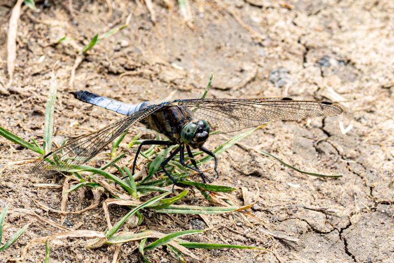Roofinsect