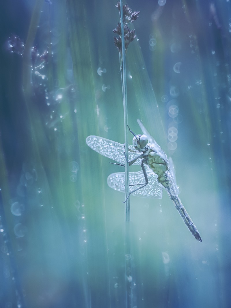 Dew Dream