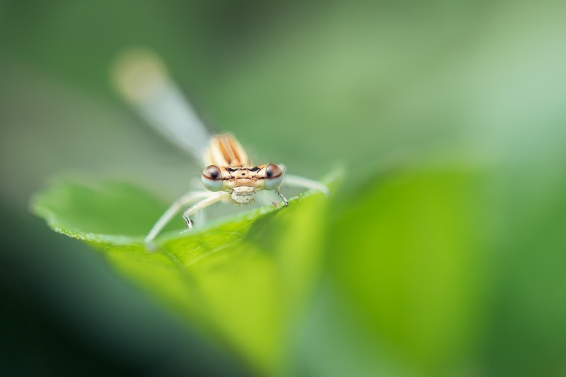 Close-up