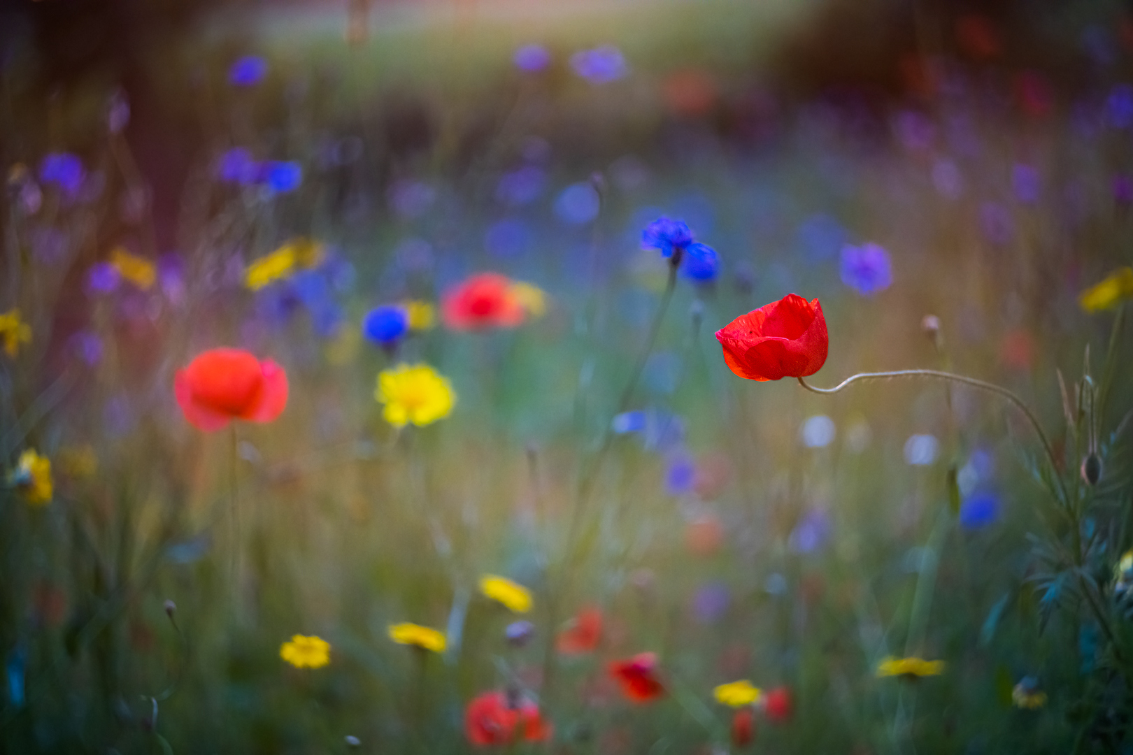 Rood, geel, blauw - Deel de natuur - Loes Belovics
