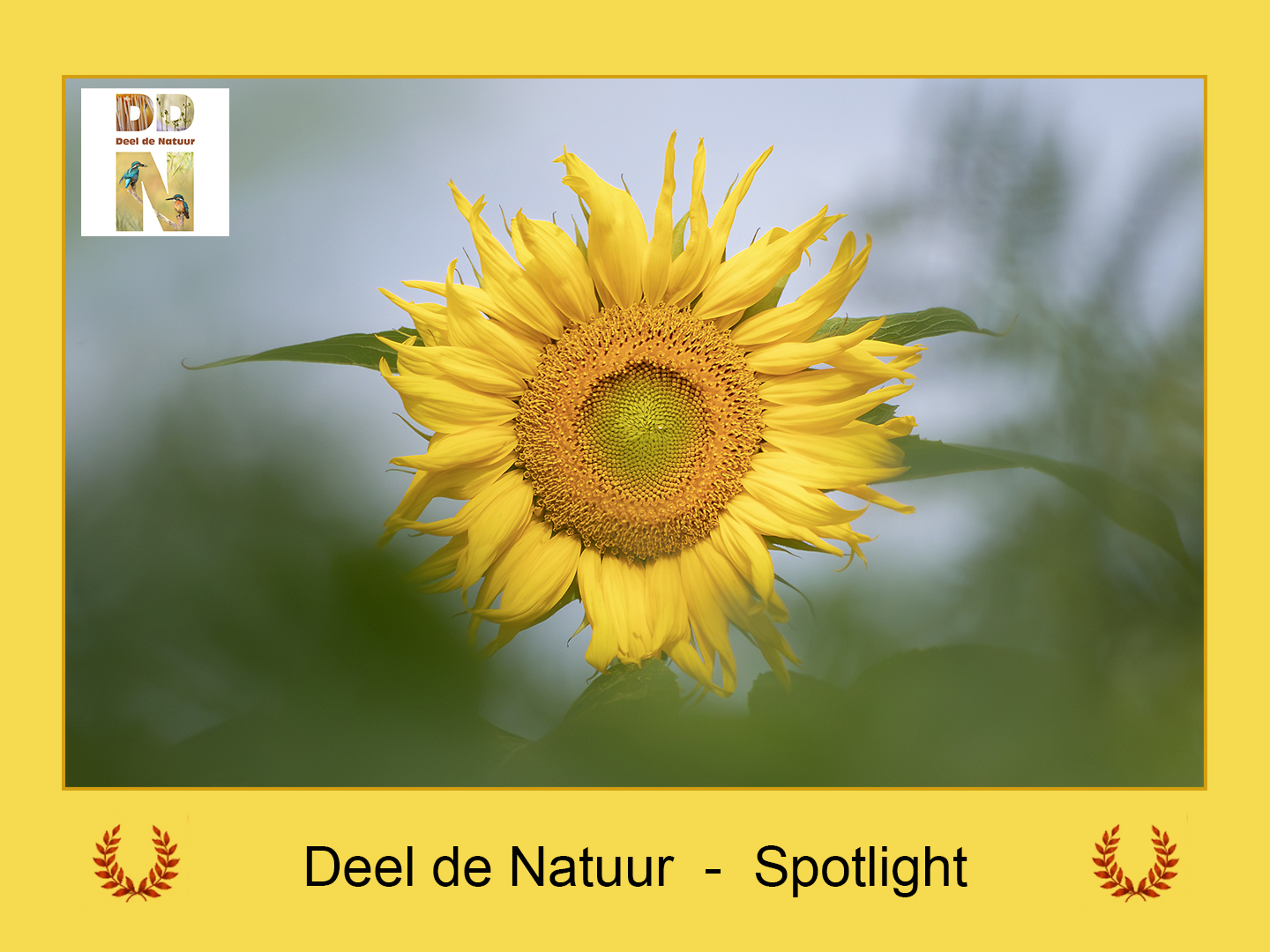DDN Spotlight 08-07-2026
