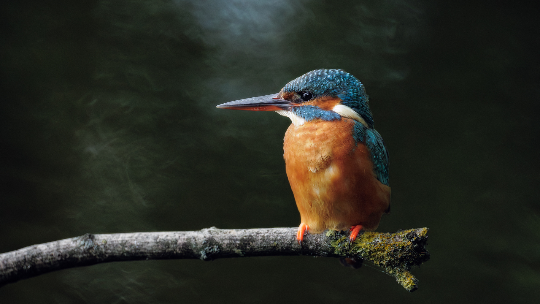 2607_IJsvogel-7895