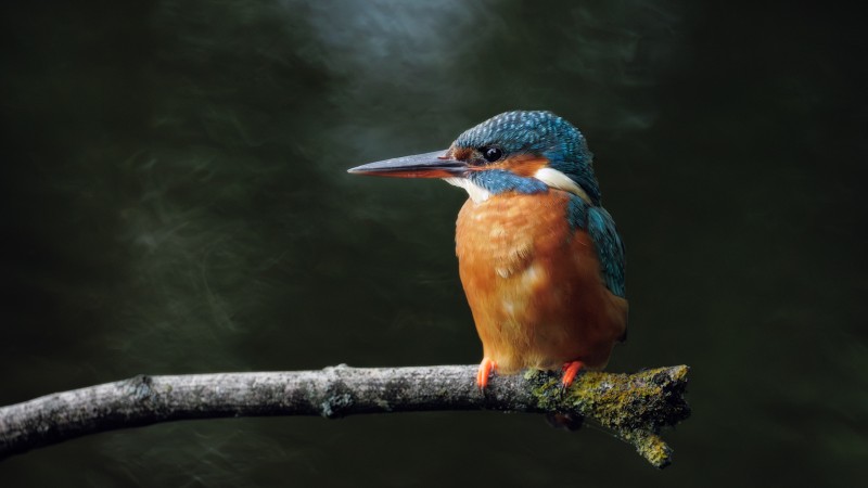 IJsvogel