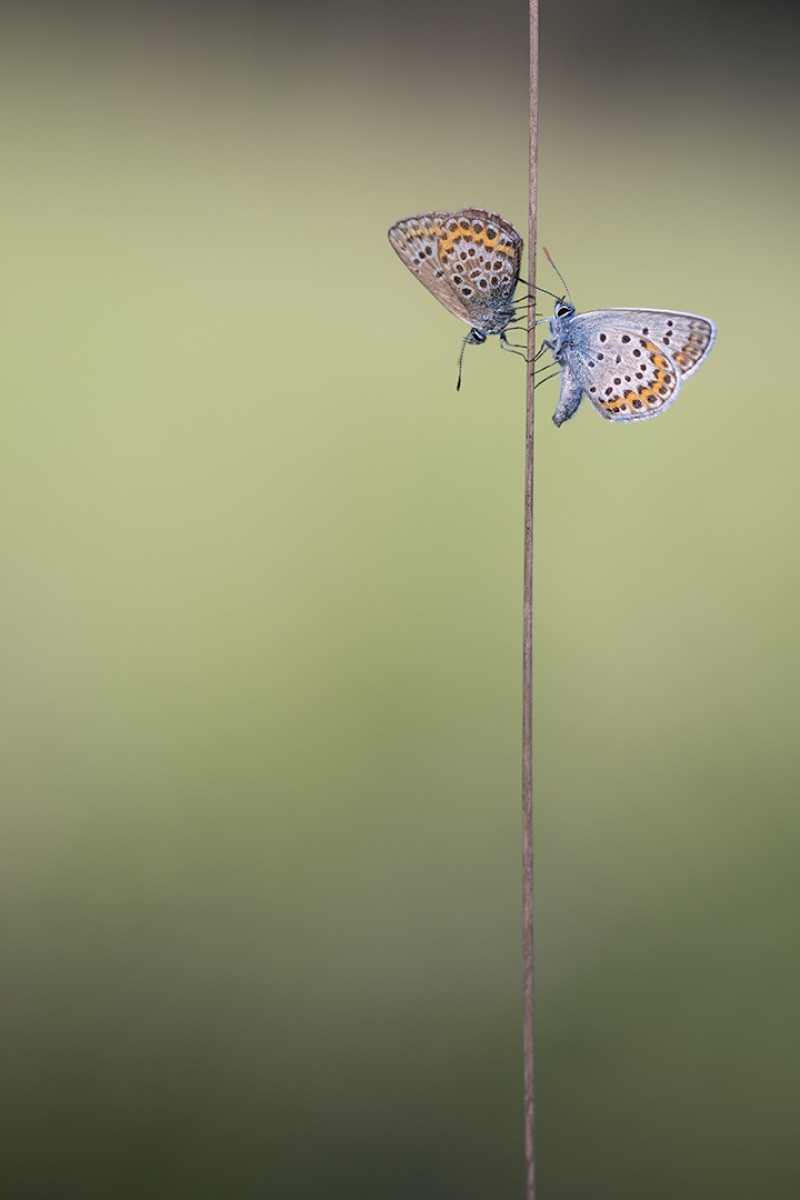 Wachten op het licht
