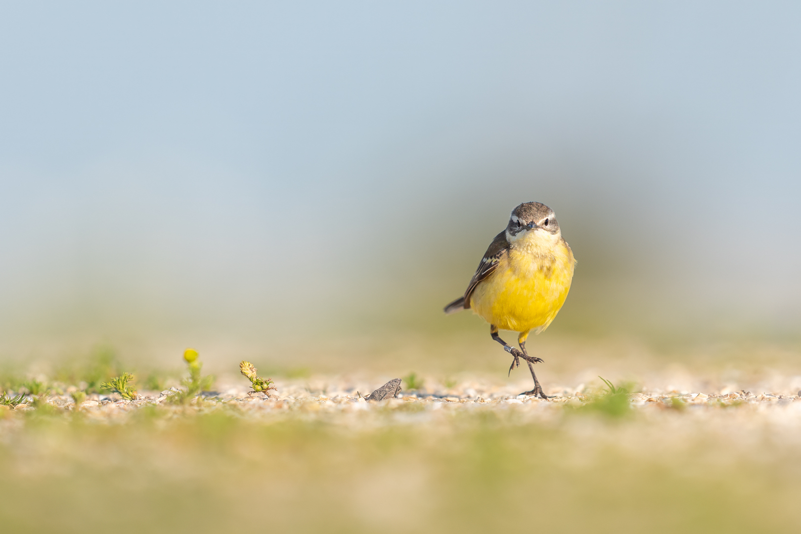 Gele Kwikstaart - Deel de Natuur - Loes Belovics (1)