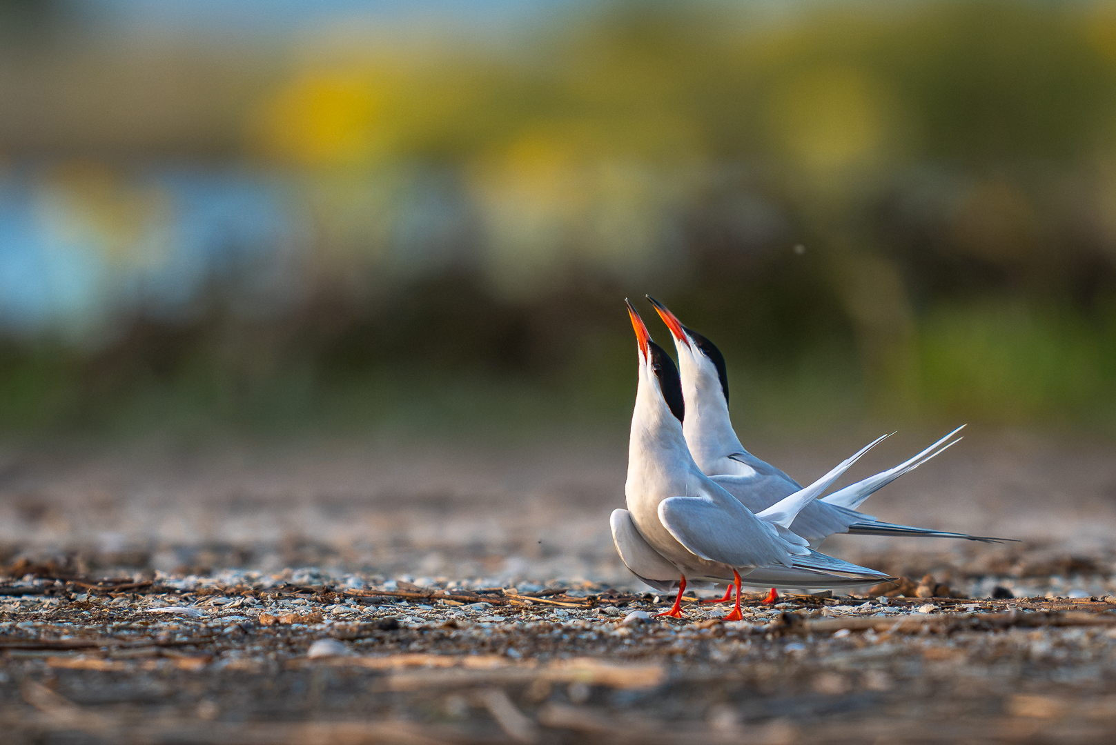 Visdiefjes - Deel de Natuur - Loes Belovics