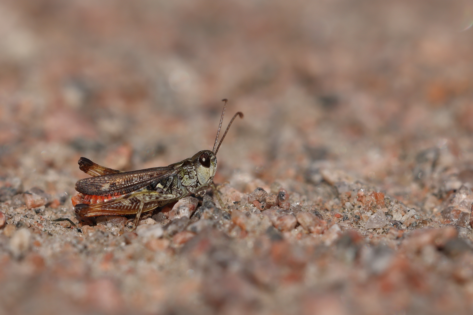 knopsprietje 0J7A2911 A