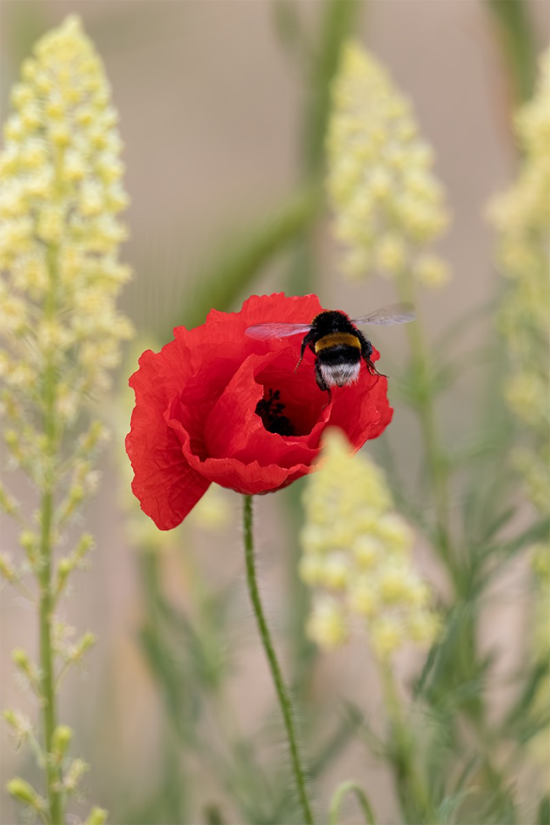 Red and Yellow