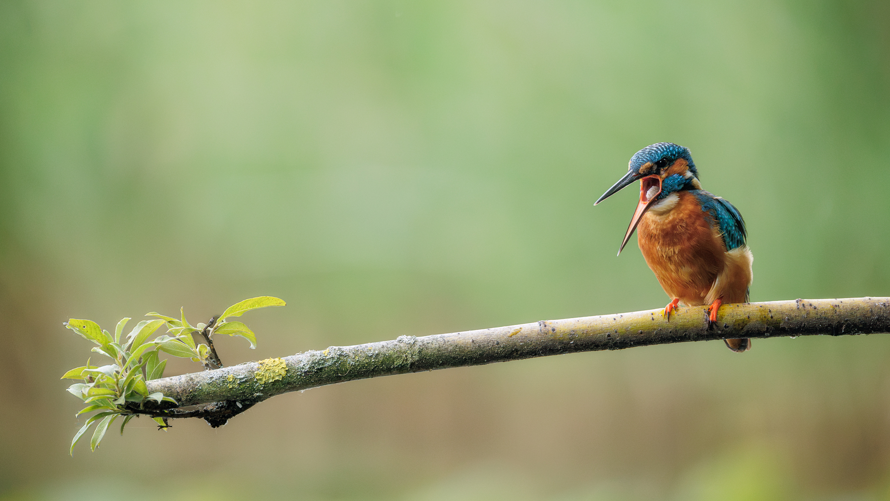 2607_IJsvogel-8010