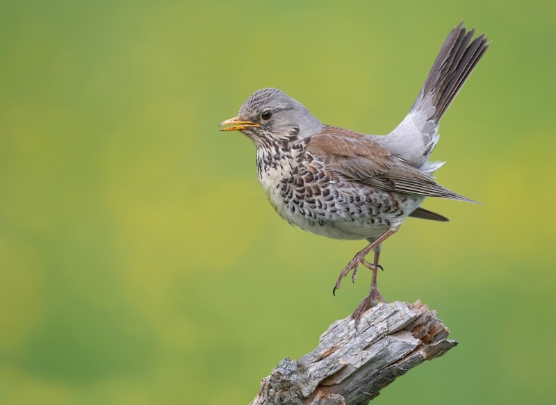Kramsvogel