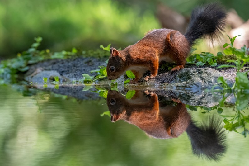 spiegelbeeld