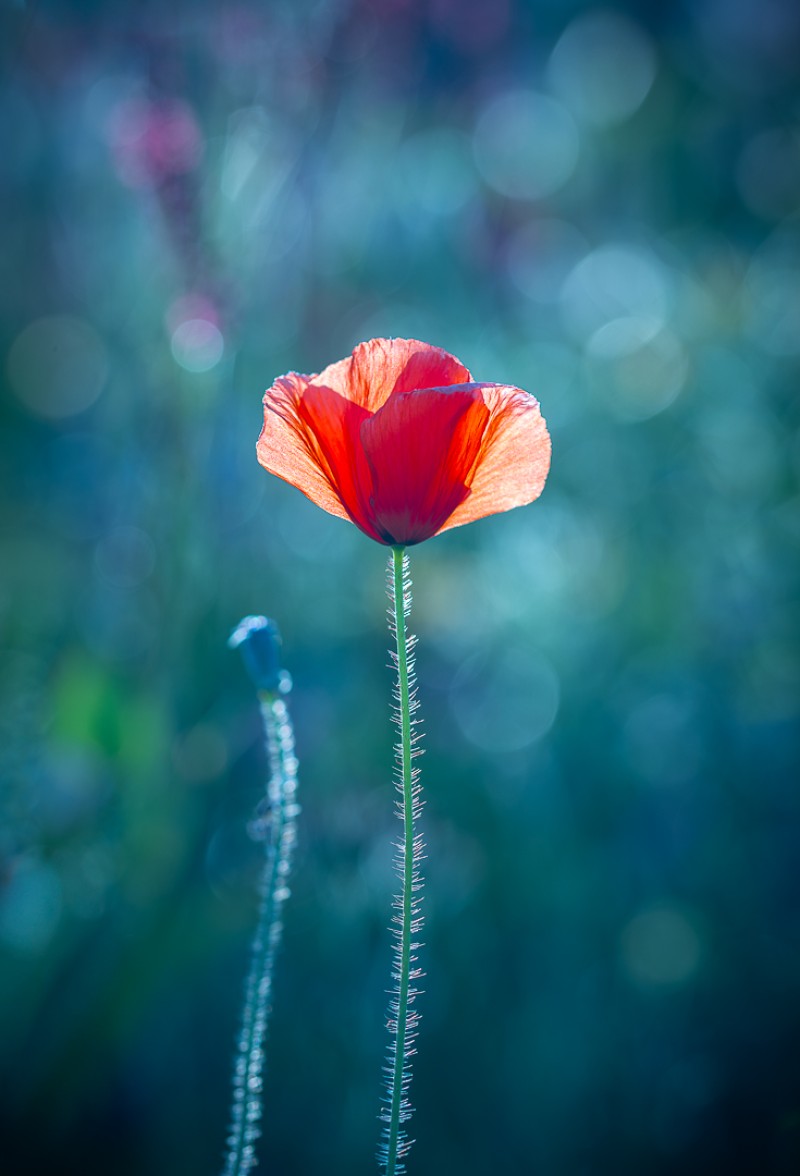 Creative Poppy