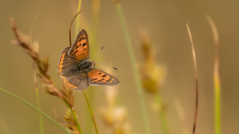 Als een vlammetje in de natuur