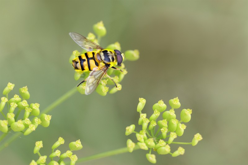 Myathropa florea