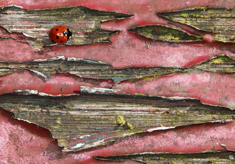 Rood ontmoet rood