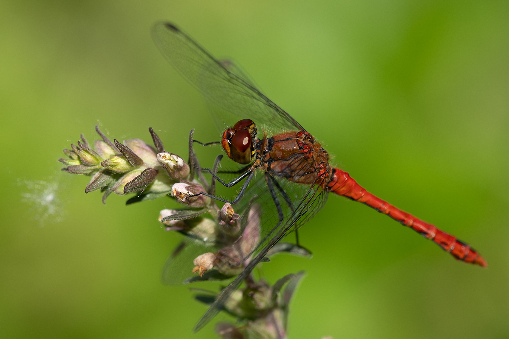 2331 Bloedrode heidelibel 2026-07-09 Bw 1620