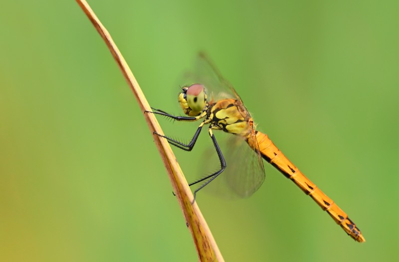 darter