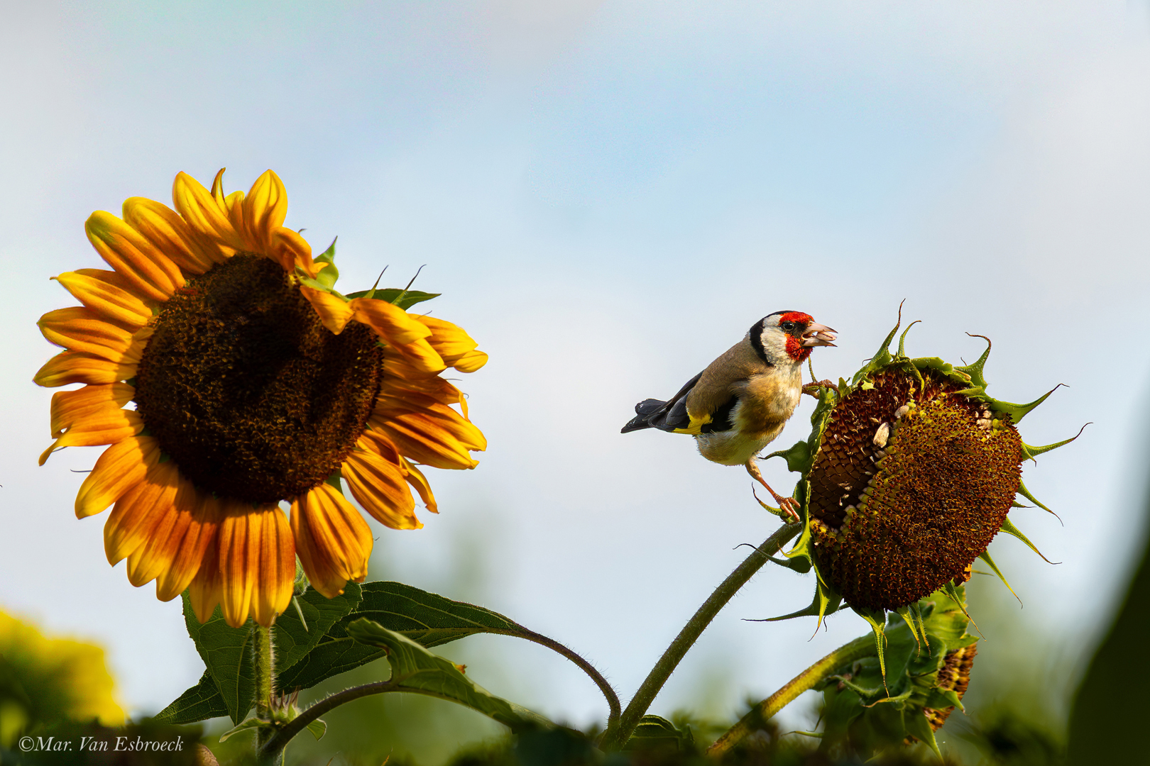 Deel de natuur