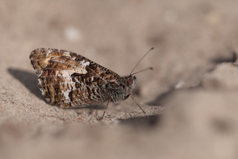 Camouflage in licht