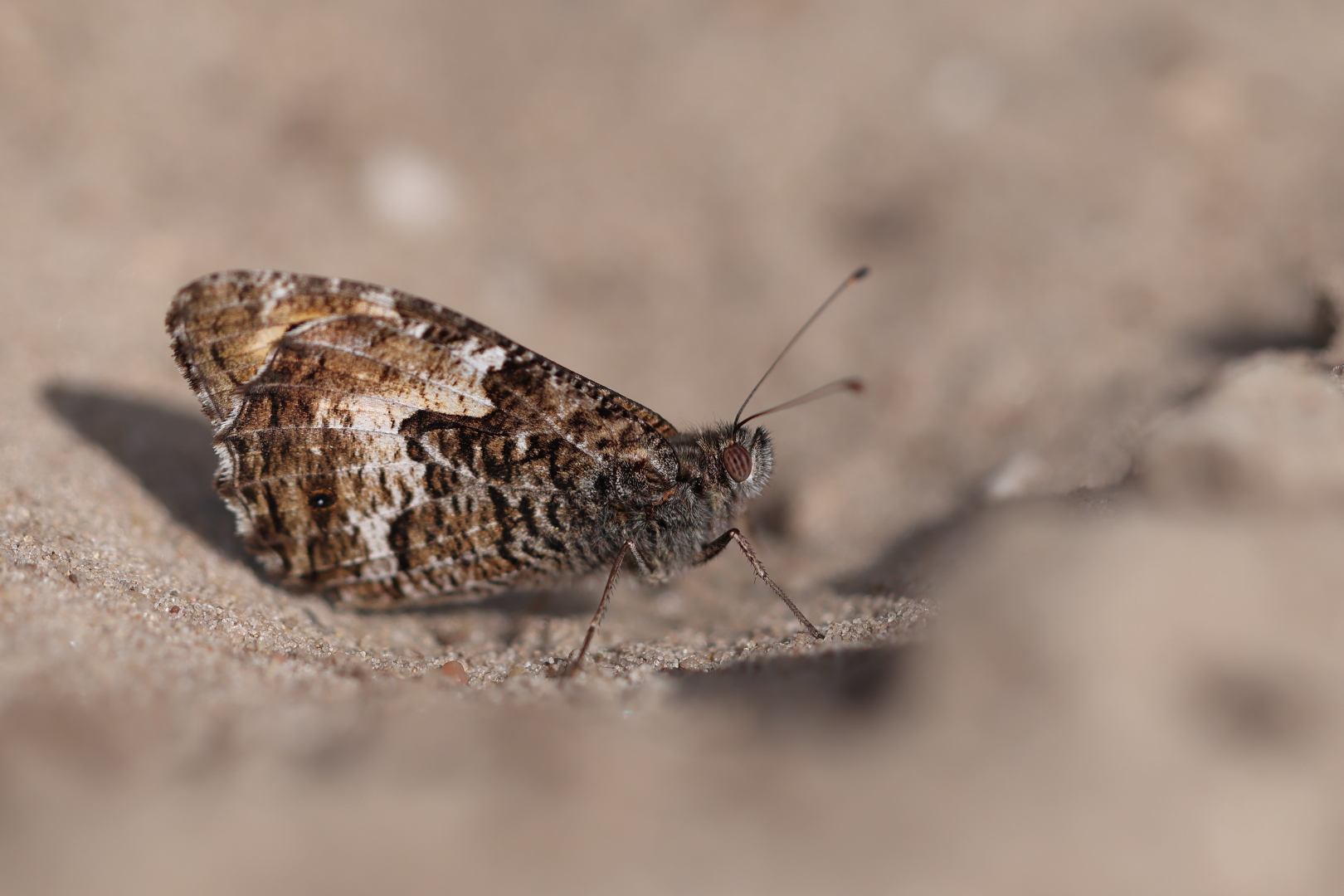 heivlinder 0J7A2665 A