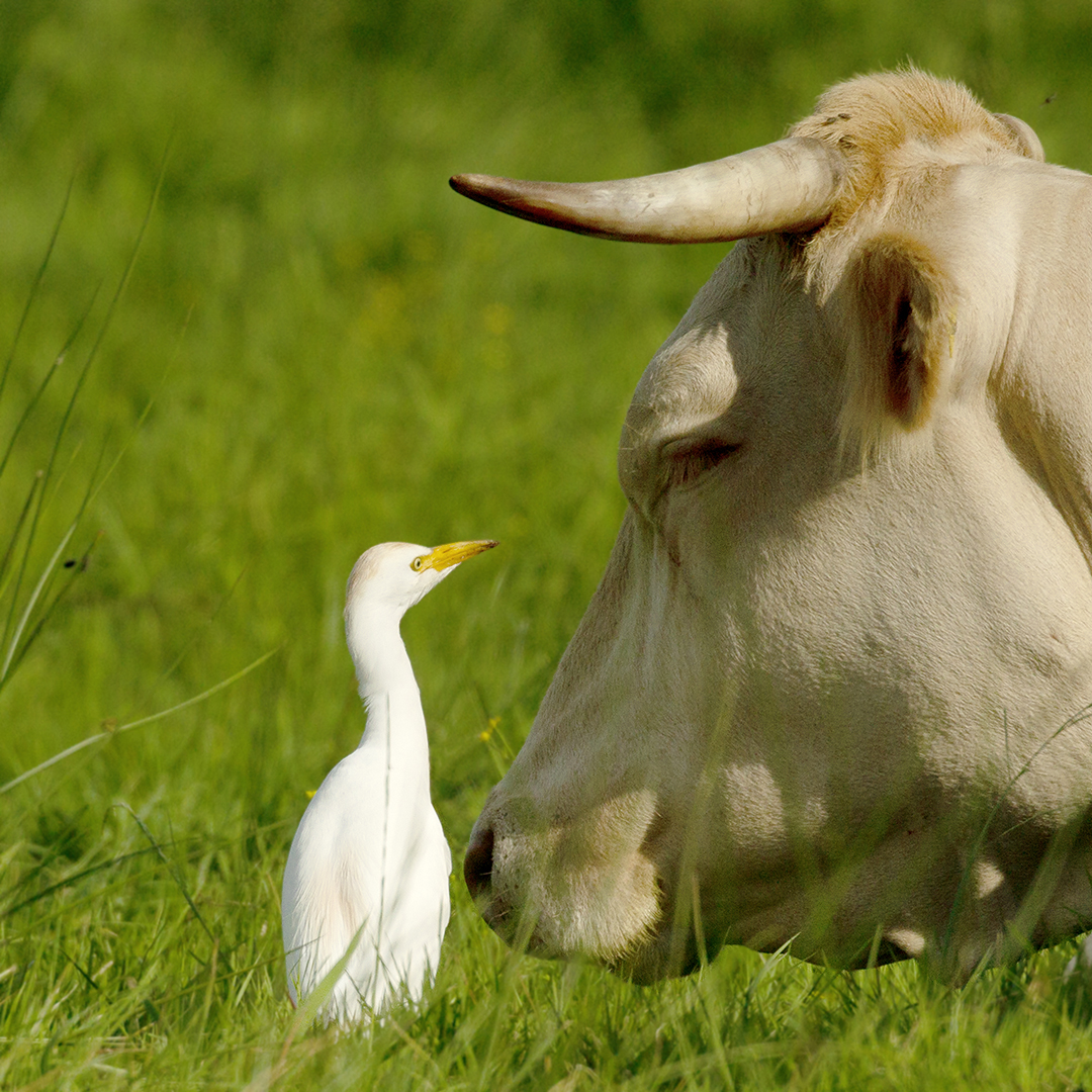 Koereiger9996B_LucidArts