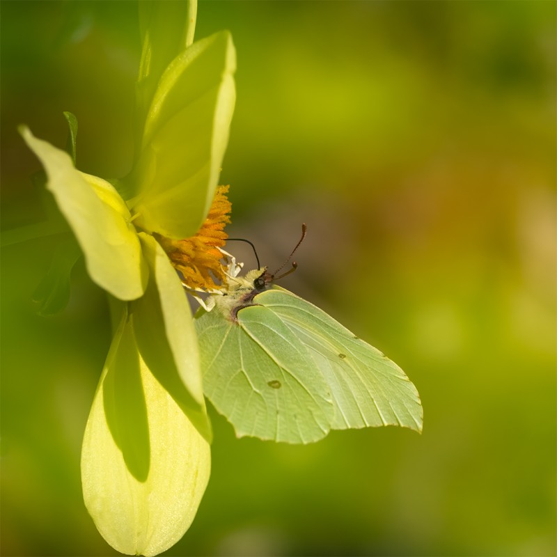 Nectar snoepende Citroenvlinder