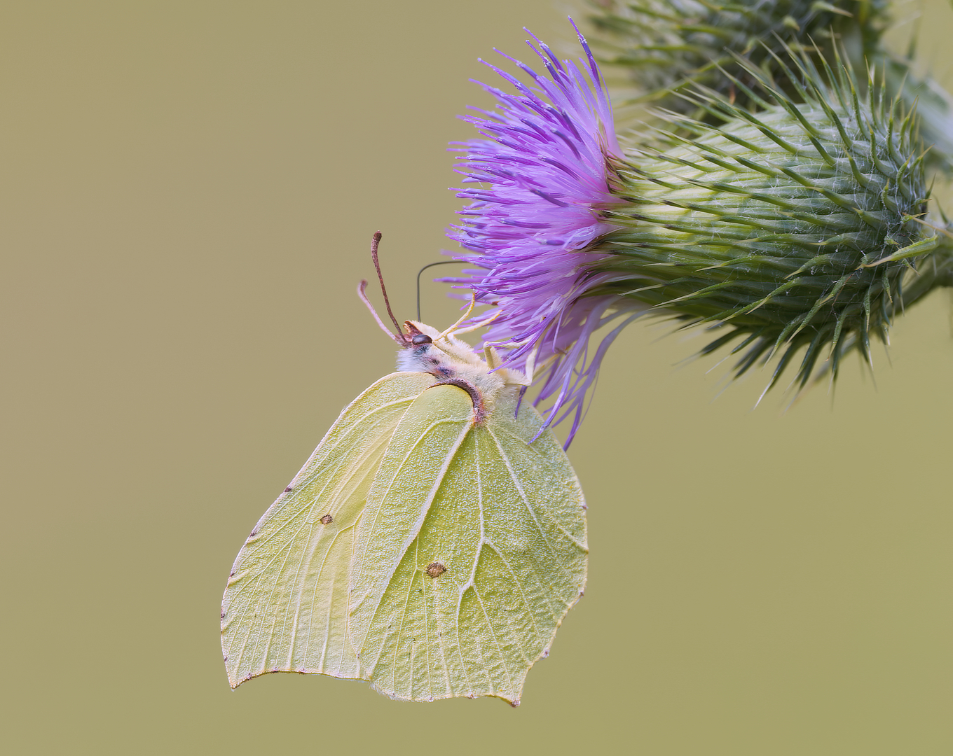 citroenvlinder_DDN