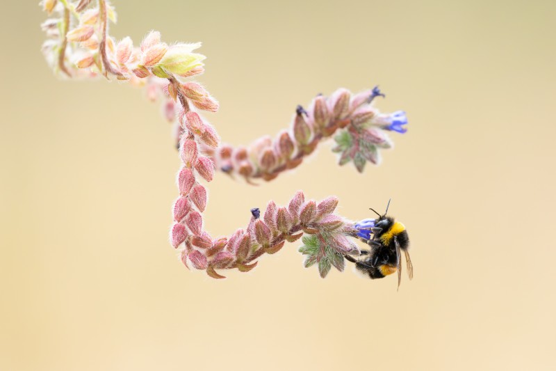 De laatste nectar