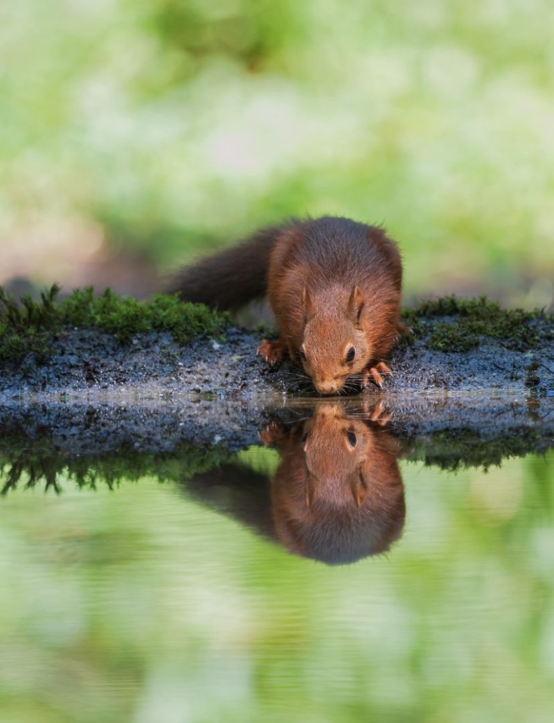 eekhoorn met reflectie