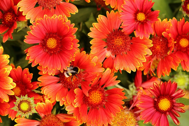 Mooi rood.