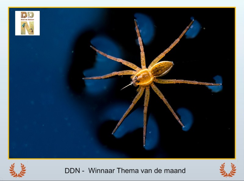 Winnaar maandthema juli "Primaire kleuren"