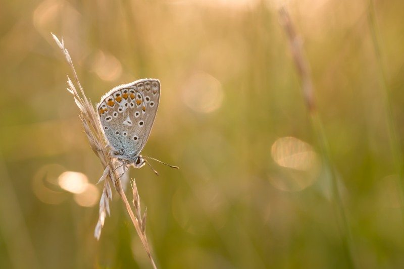 Het gouden Icarusblauwtje