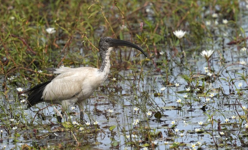 Heilige ibis aan het fourageren