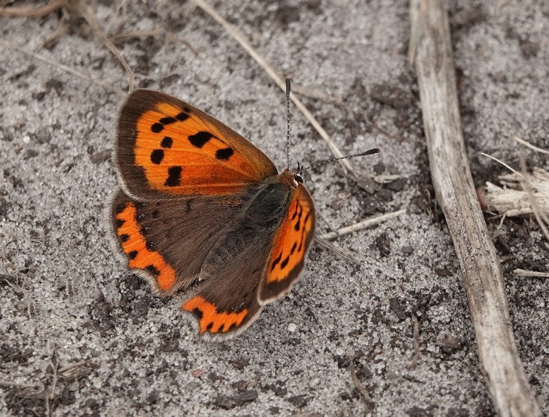 Kleine Vuurvlinder
