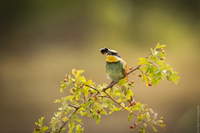 "BIJ"zonder mooie vogel
