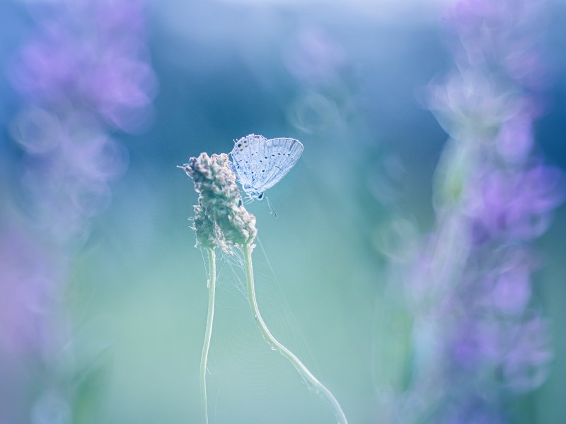 Tussen lila zomerbubbeltjes