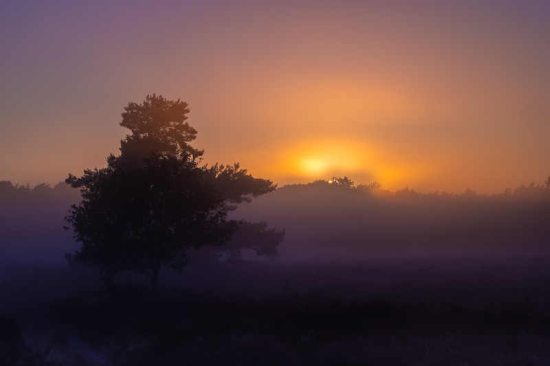 Purple haze