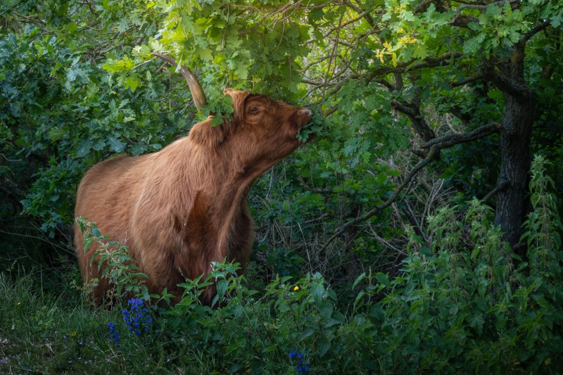 'Een vers groen blaadje'