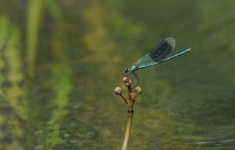 Boven de stroming..