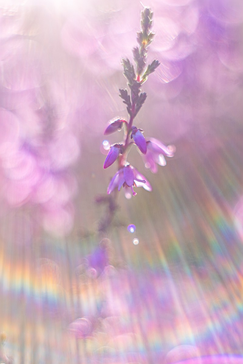 Dreamy Heather