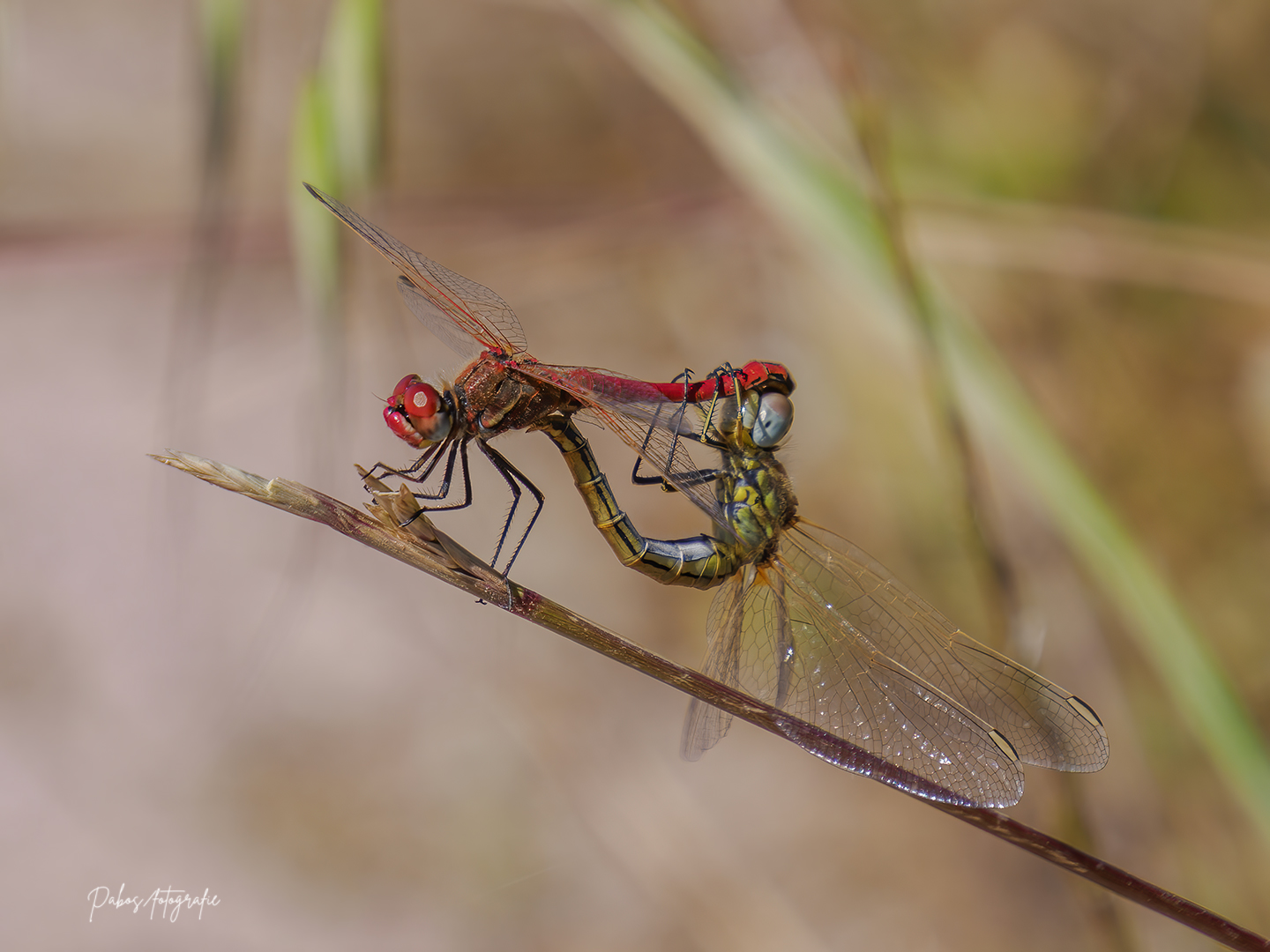 _ALF5898