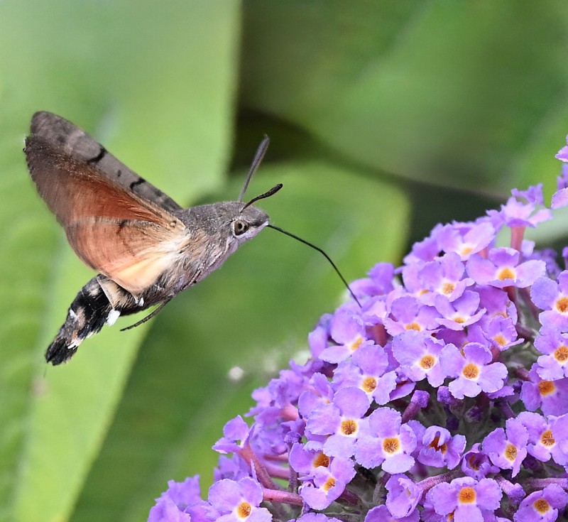 Kolibri 2 met een andere achtergrond