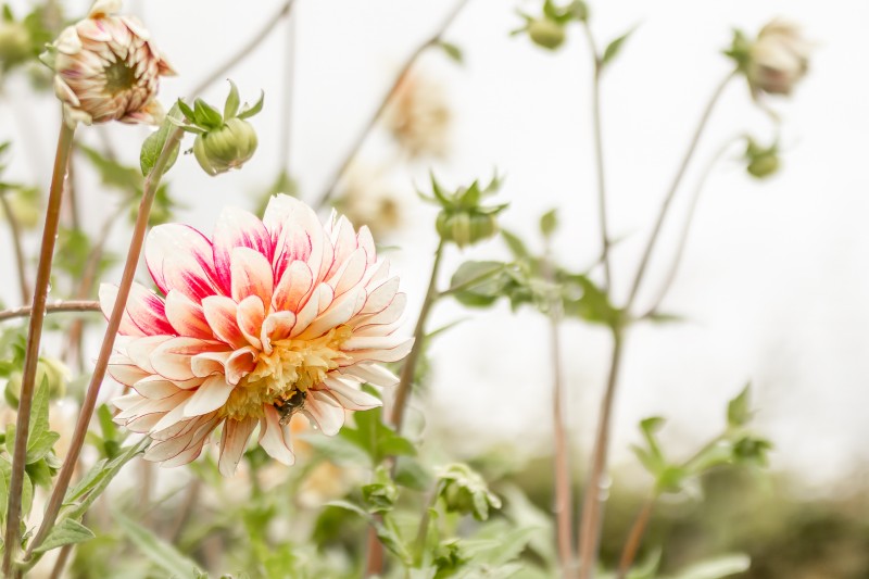 Eenzame Dahlia