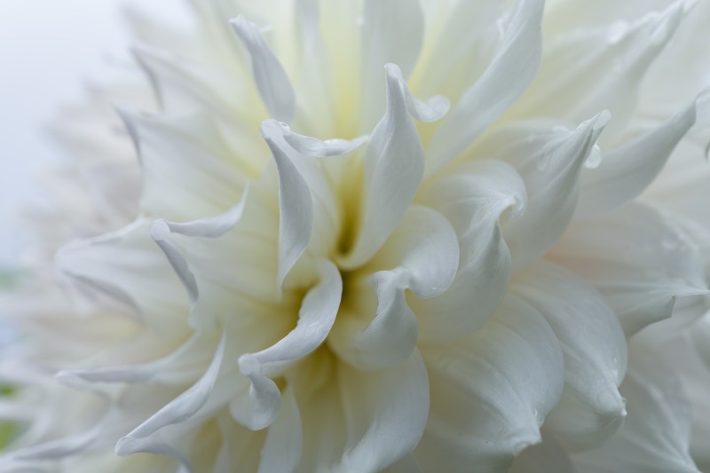 White beauty!