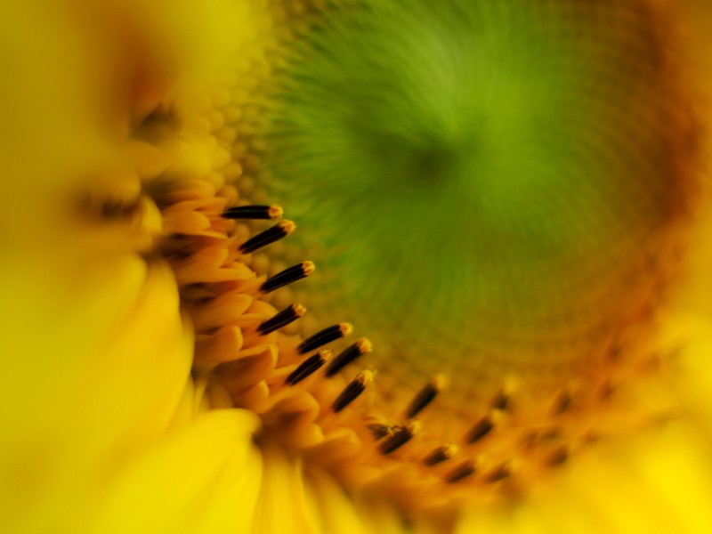 Yellow..