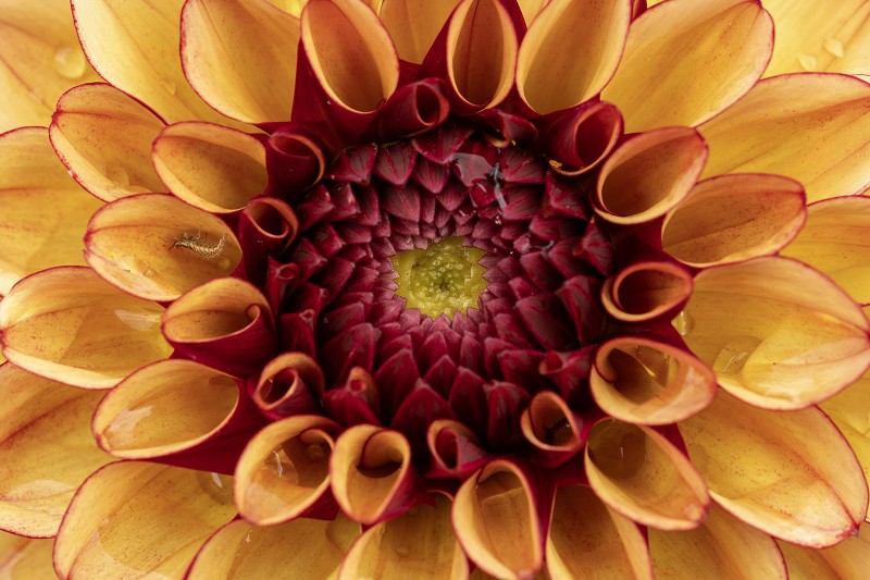 Dahlia met gast