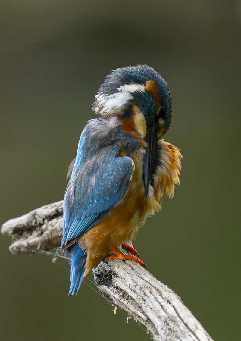 ijsvogel bezig met een poetsbeurt