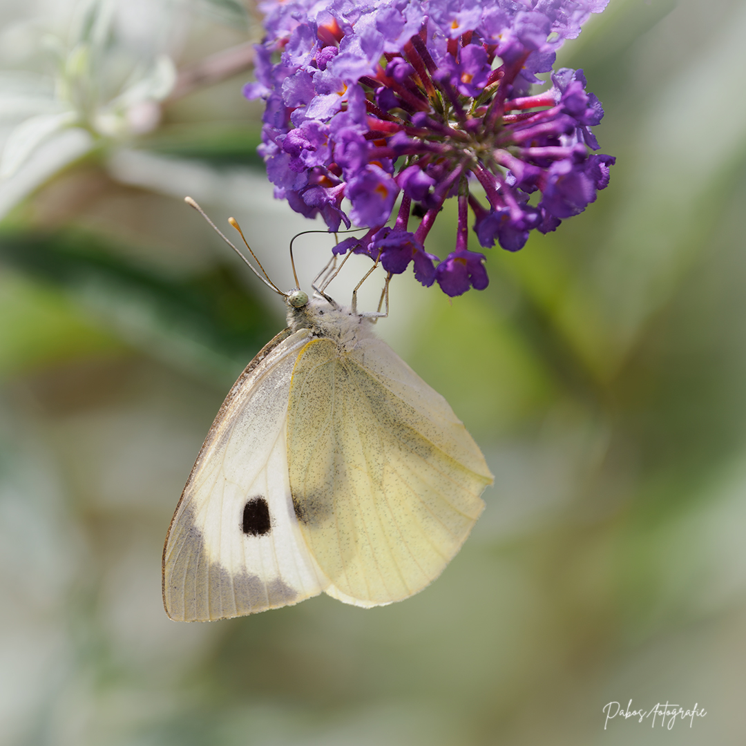 PET12138